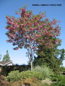 Robinia x ambigua 'Purple Robe' 1